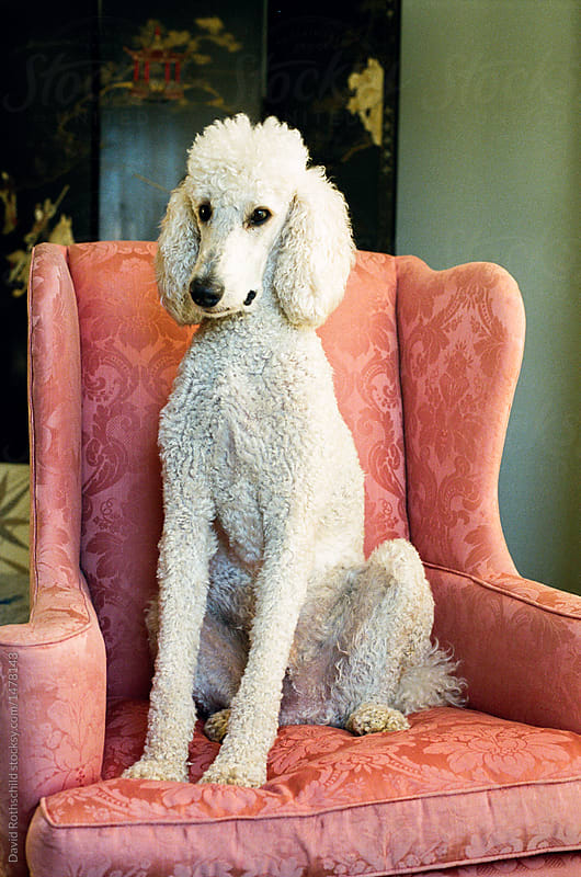 Regal Poodle