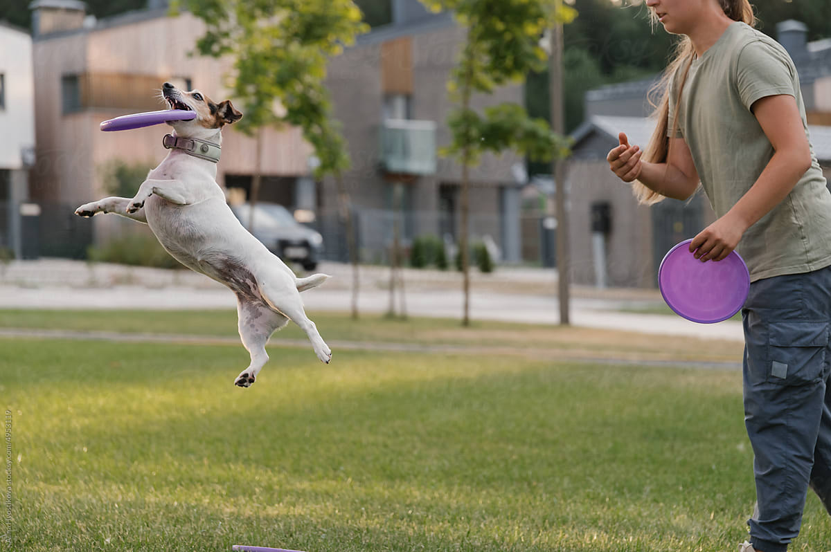 Dog trying to take frisbee from cynologist