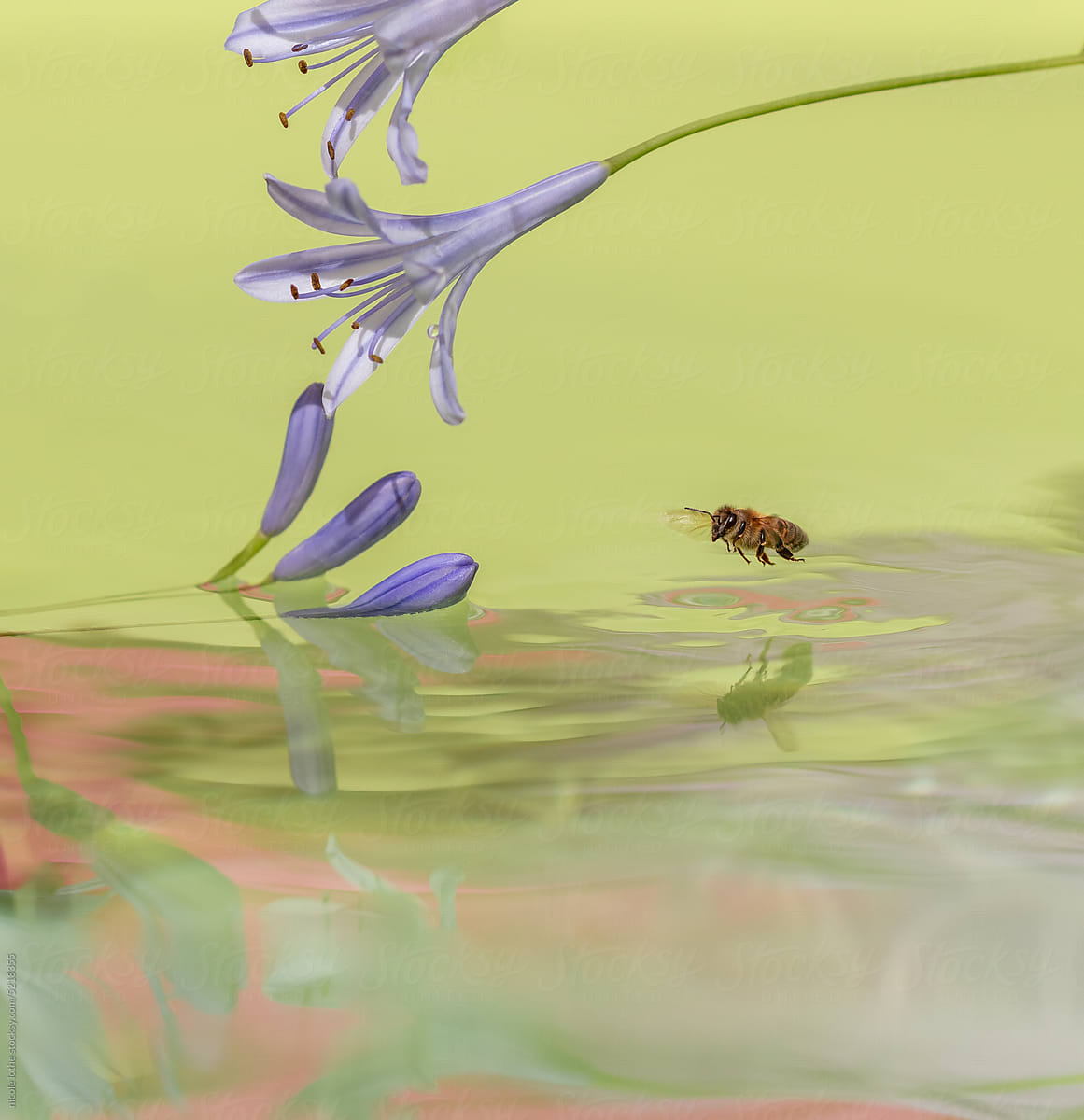 Bee flying very low over water.