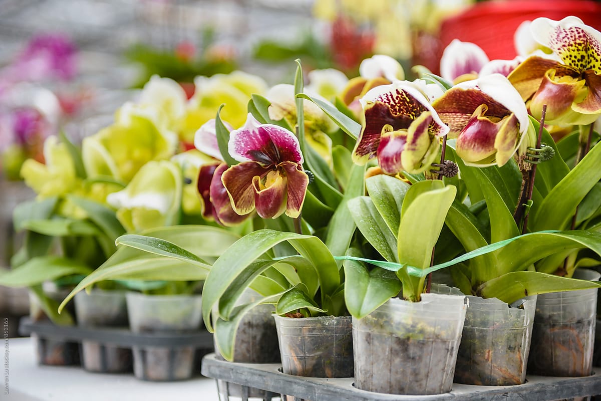 Slipper Orchids in bulk for sale