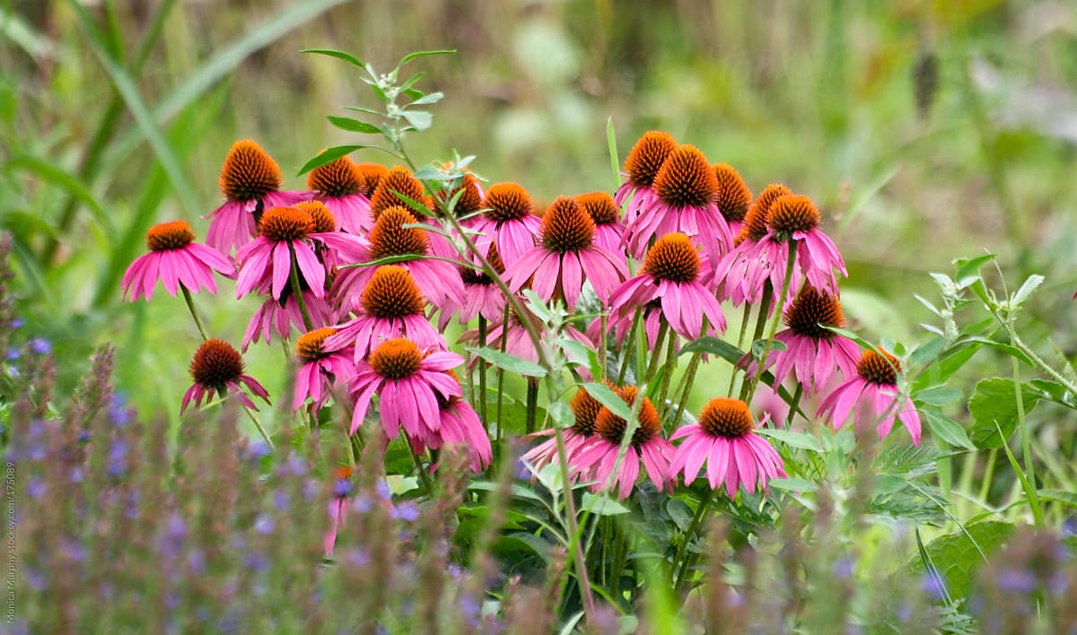 Group of hot pink cone flowers in a field of wild flowers
