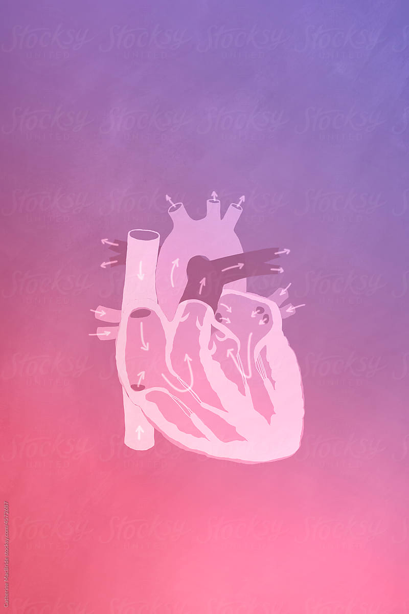 An Illustrated Heart with the direction of blood flow mapped in arrows