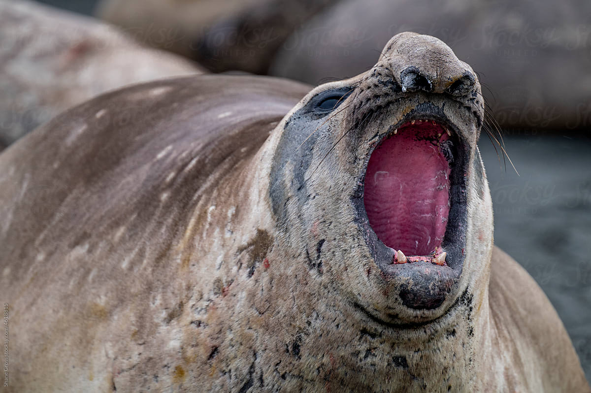 Elephant Seal Yawn