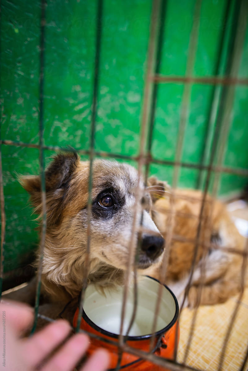 sad dog in shelter