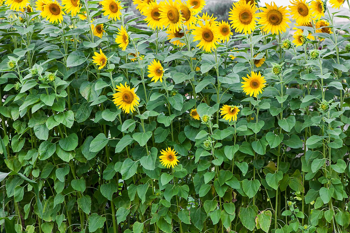 Beautiful yellow sunflowers blooming in a summer field