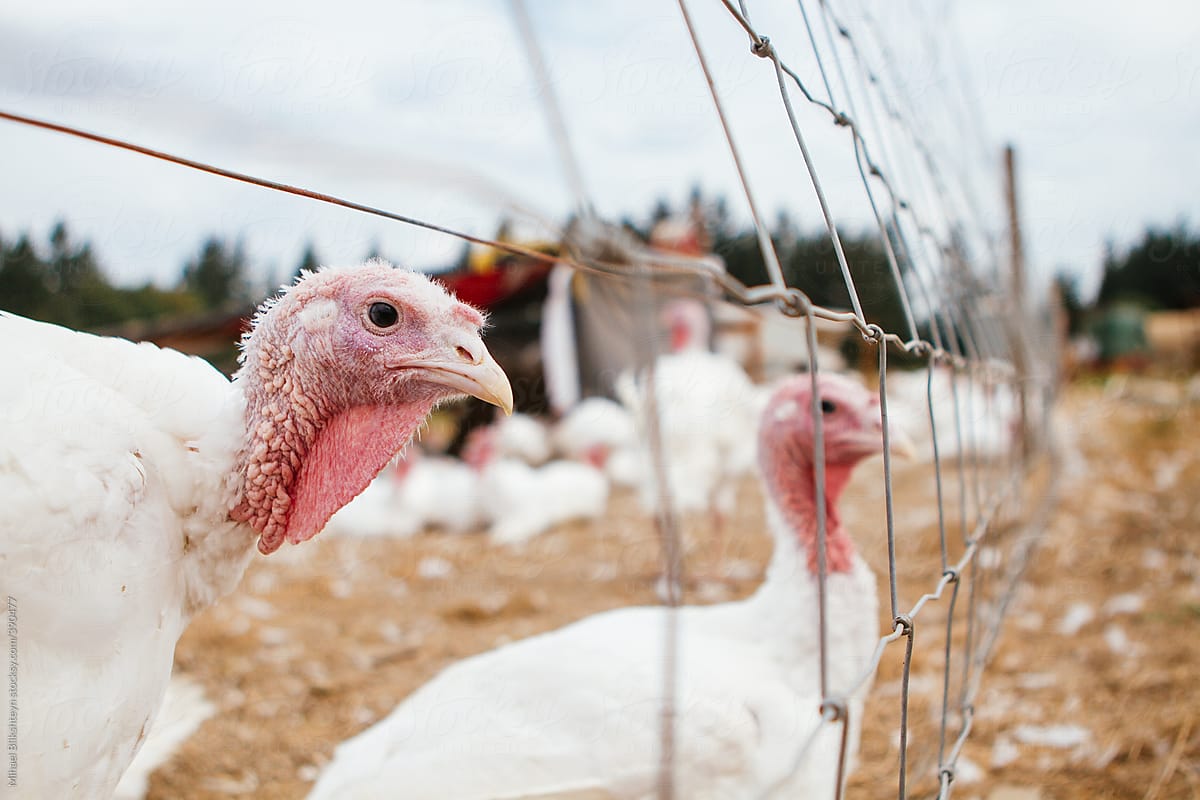 Turkeys behind a fence of on a small-scale organic farm