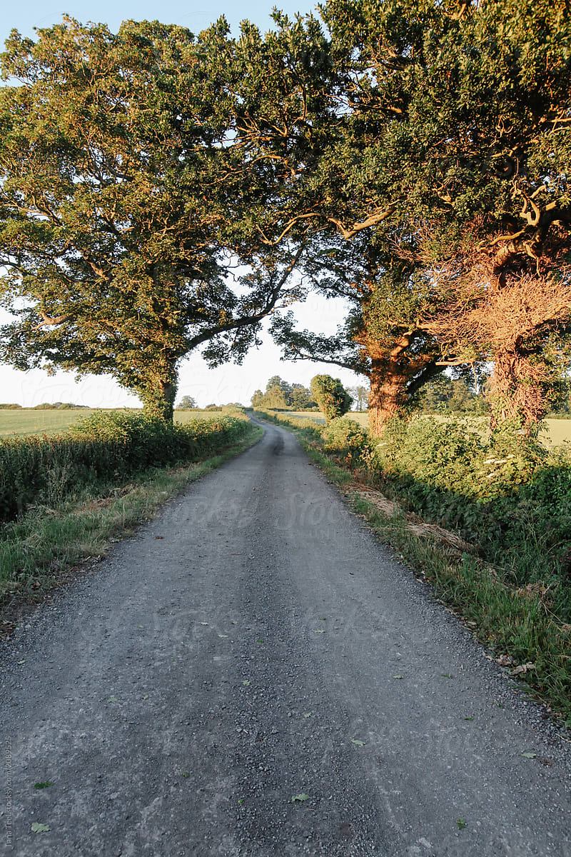 rural gravel road in English countryside at dawn