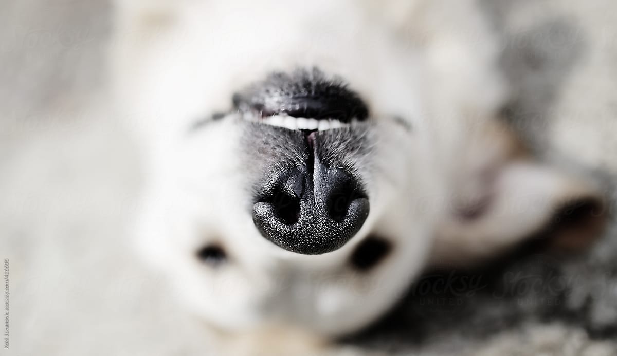 Dog Nose Closeup