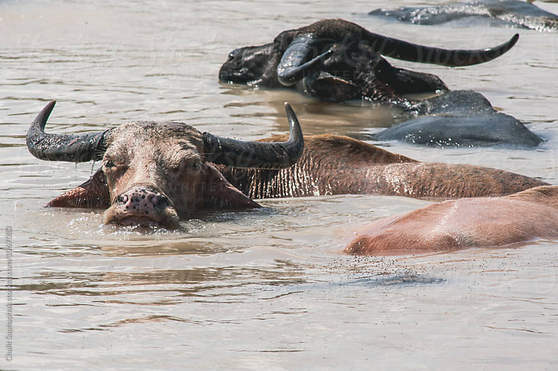 Buffalo swimming