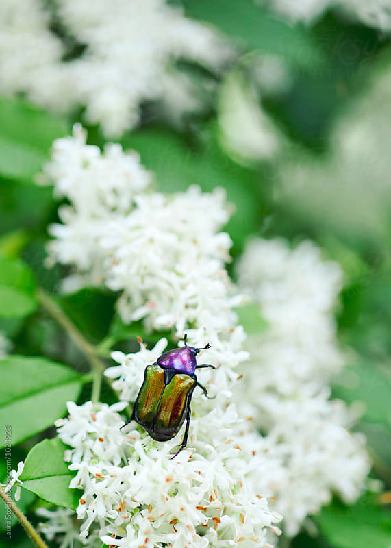 Purple and green rose chafer (Cetonia aurata) beetle on privet flower, macro