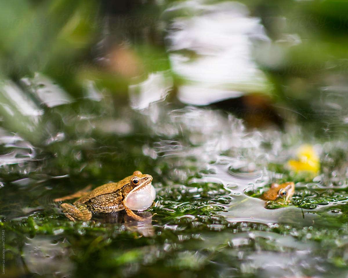 Two frogs croaking in pond.