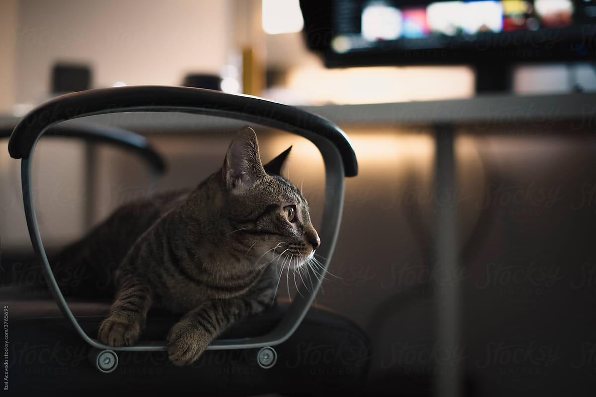 Cat sitting on a desk chair