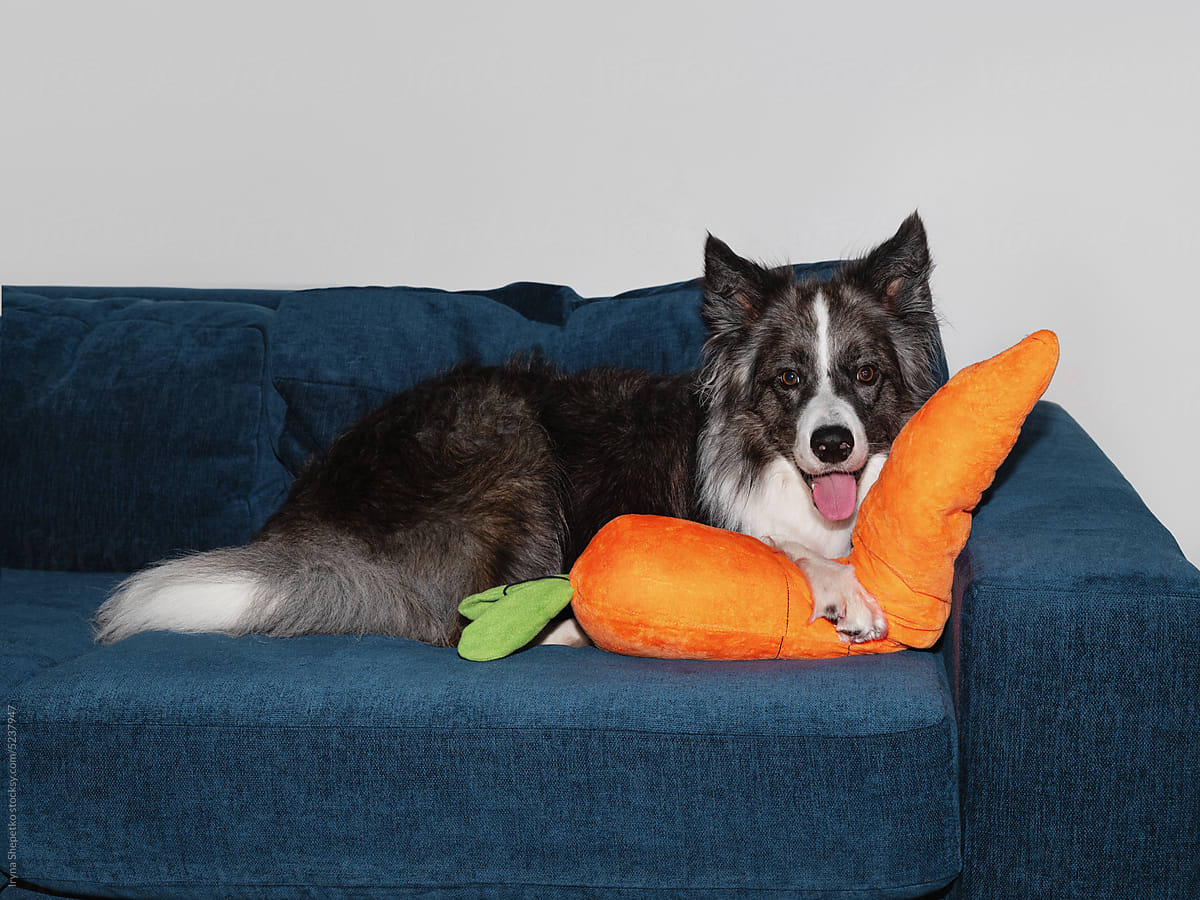 Dog with a big toy lies on the Couch