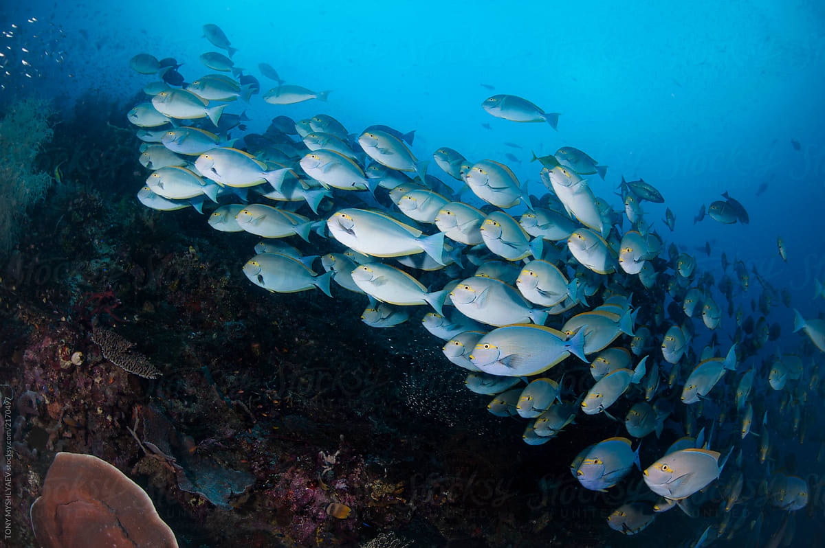 Schooling Surgeonfish (Raja Ampat)