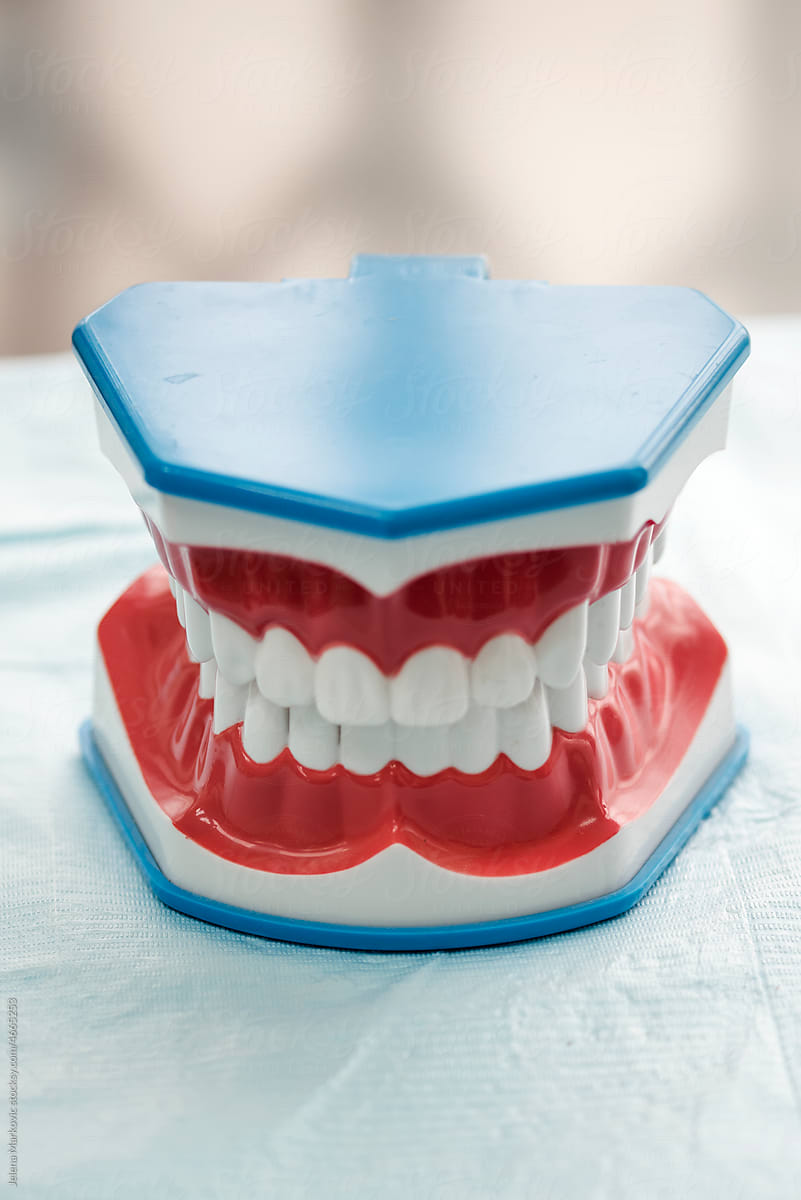 Teeth Model for dentists