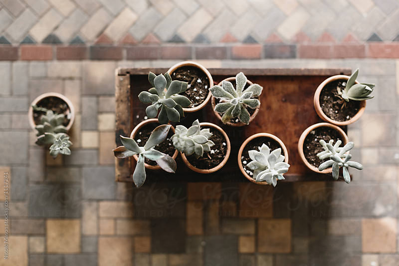 potted succulents in wooden box on tile floor