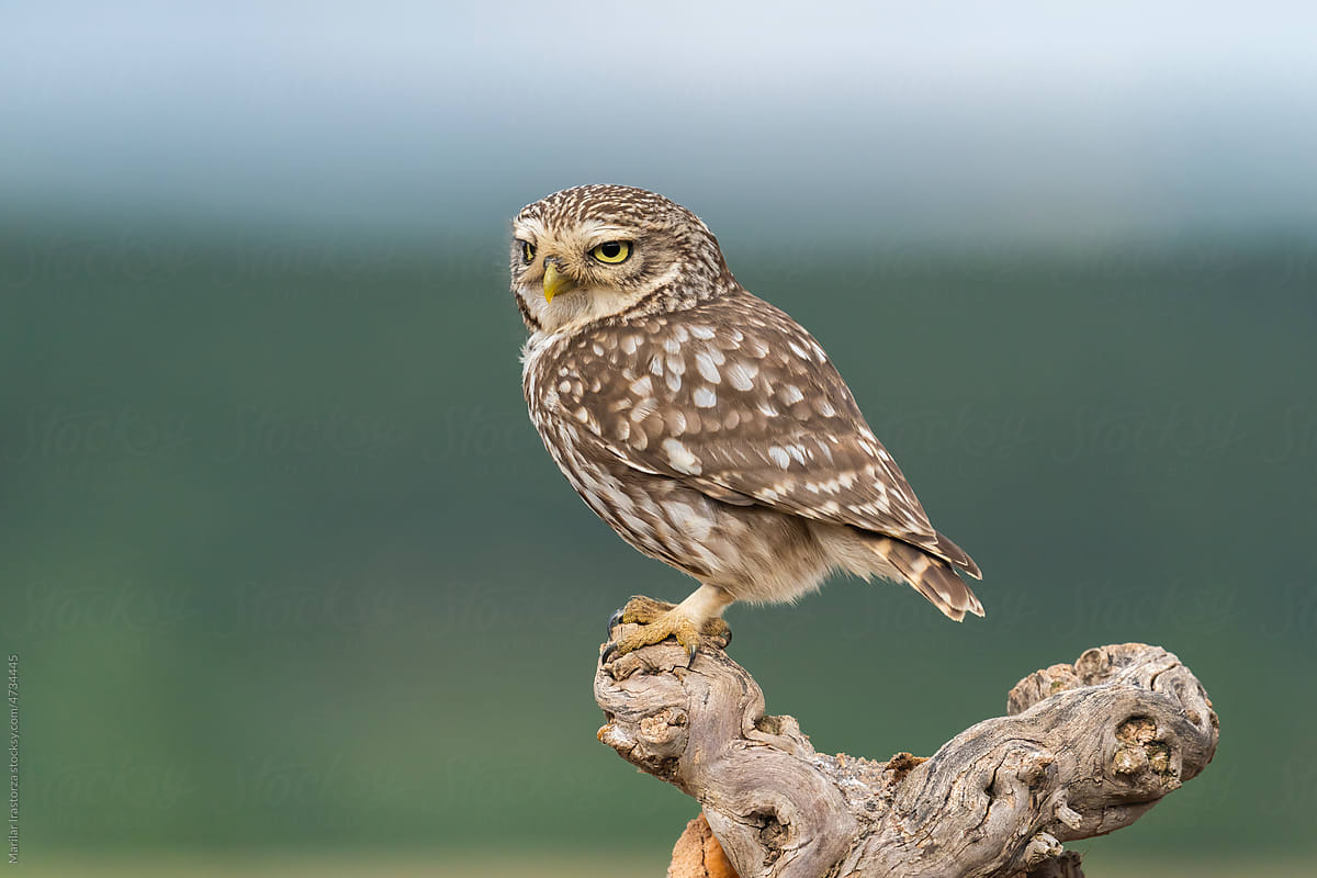 Little Owl In Its Natural Habitat