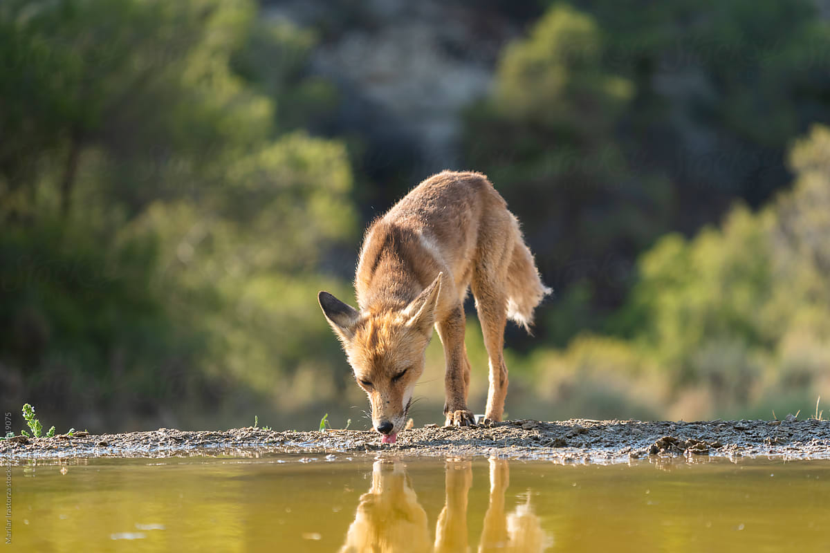 Red Fox Drinking Water In A Pond