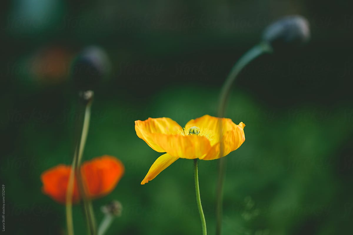 Yellow and red poppies with out of focus poppy seeds in front of them
