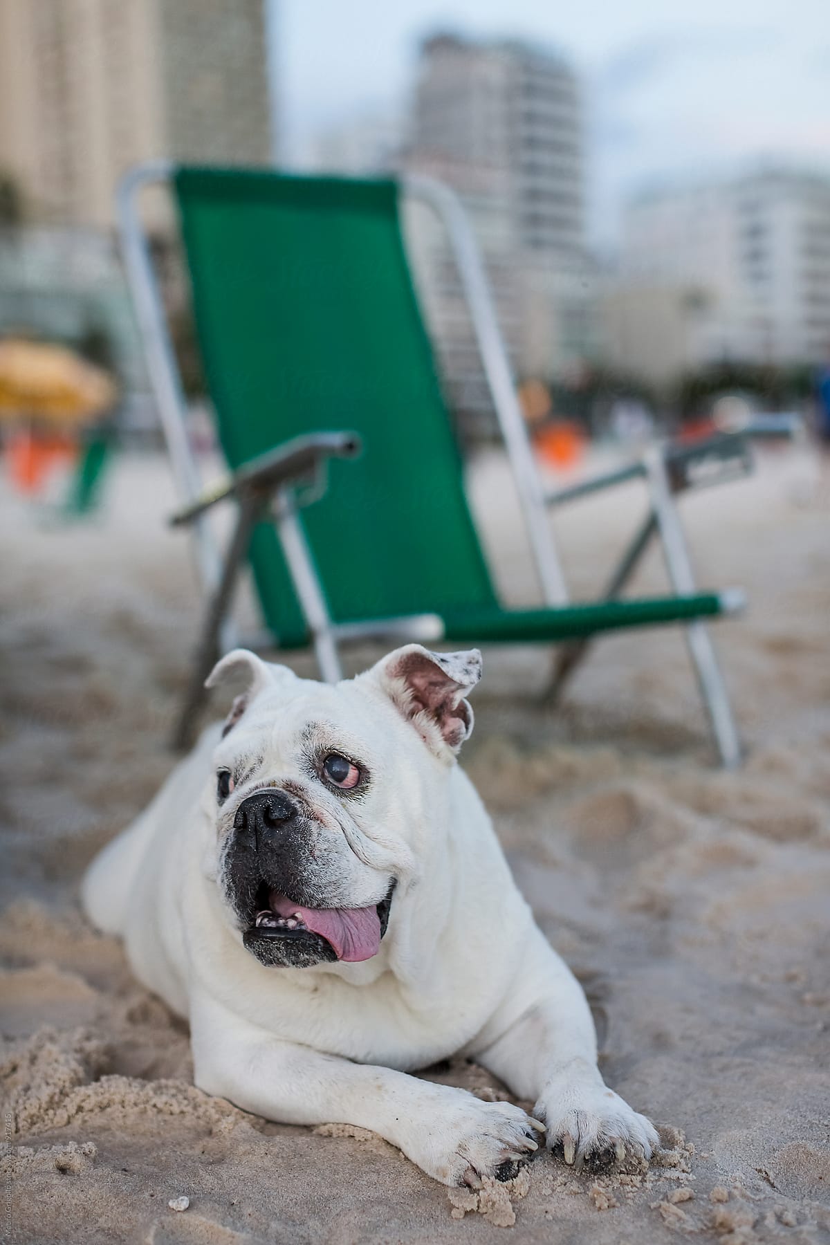Cute Bulldog on a Brazilian beach