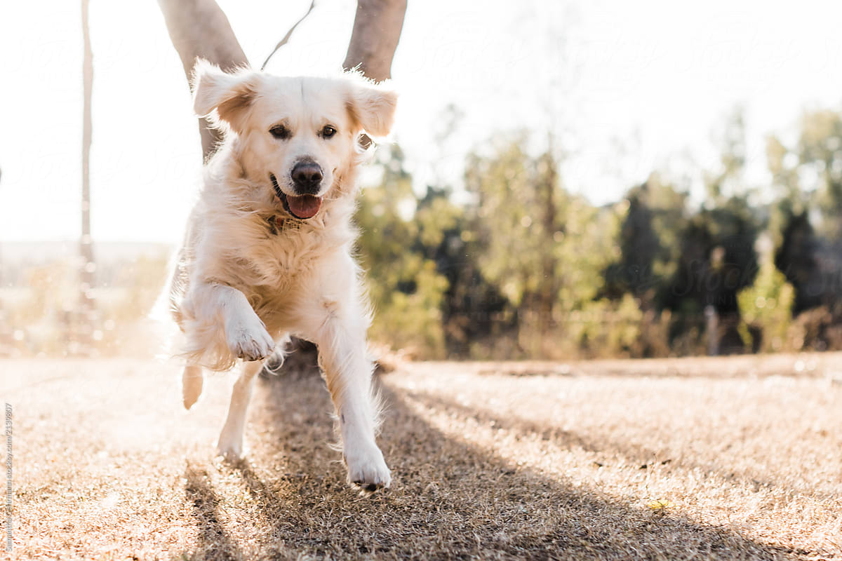 English cream golden retriever dog running