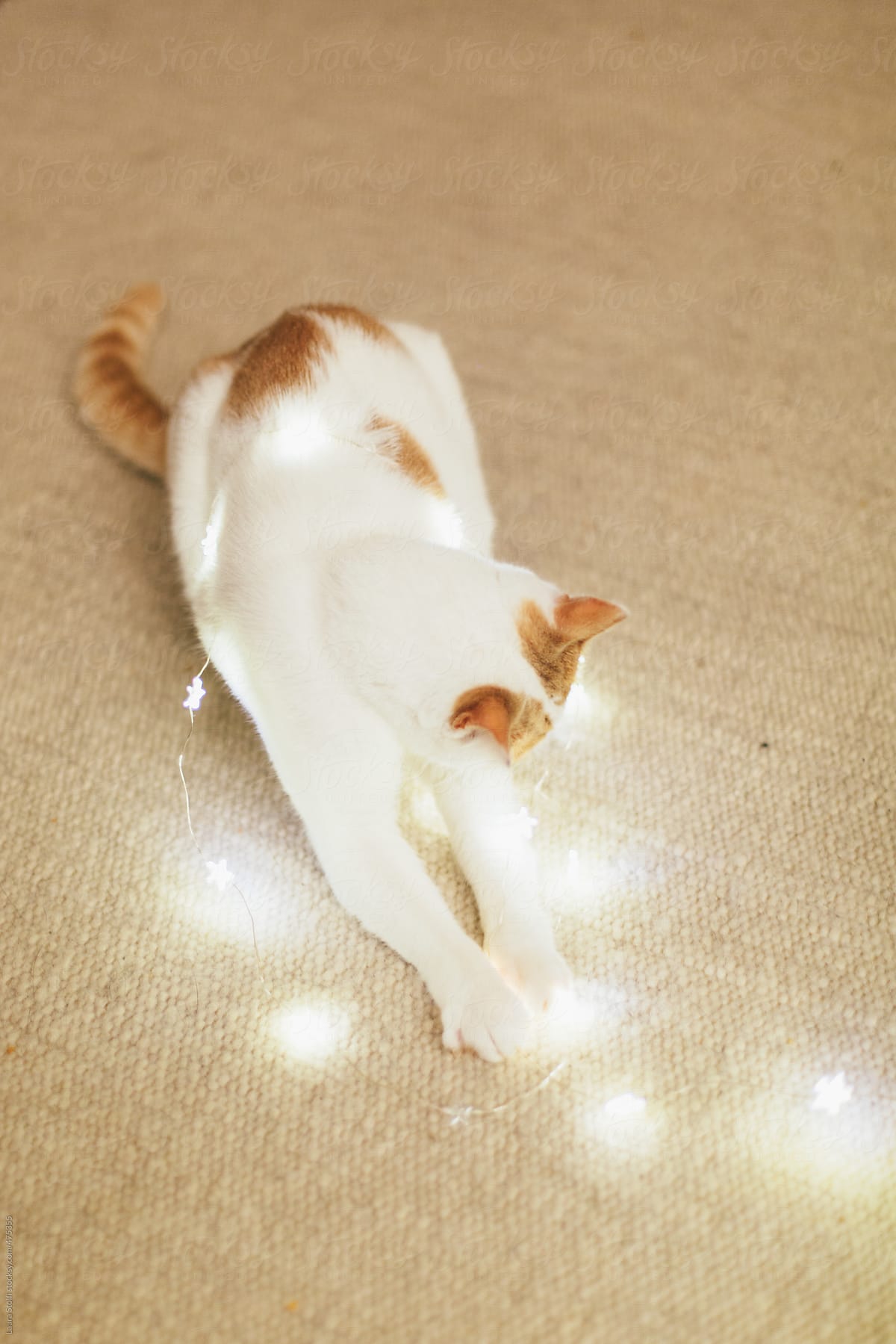 It\'s not easy to decorate the Christmas tree when you have a curious cat around you
