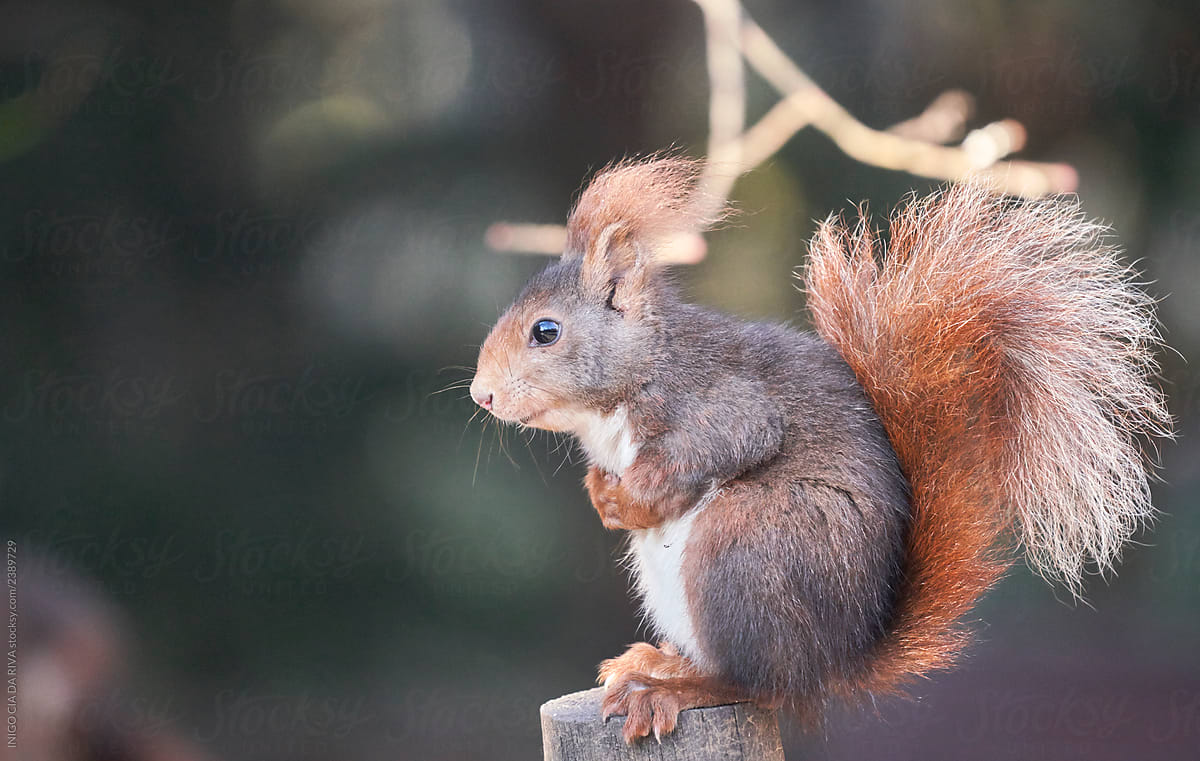 Eurasian red squirrel, sciurus vulgaris, in winter forest in warm light.