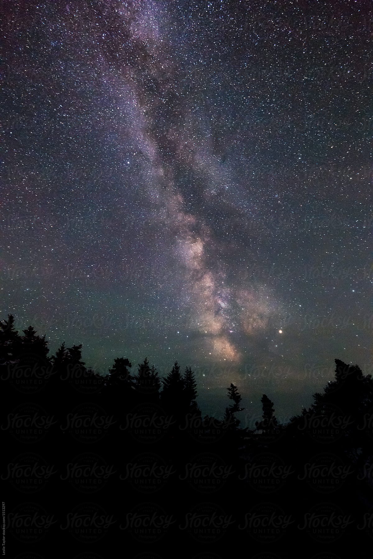 The Milky Way Over The Forest