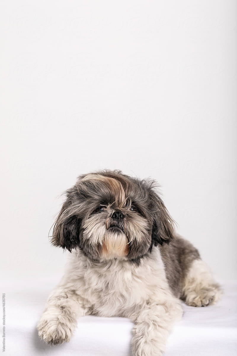 beautiful shih-tzu dog portrait