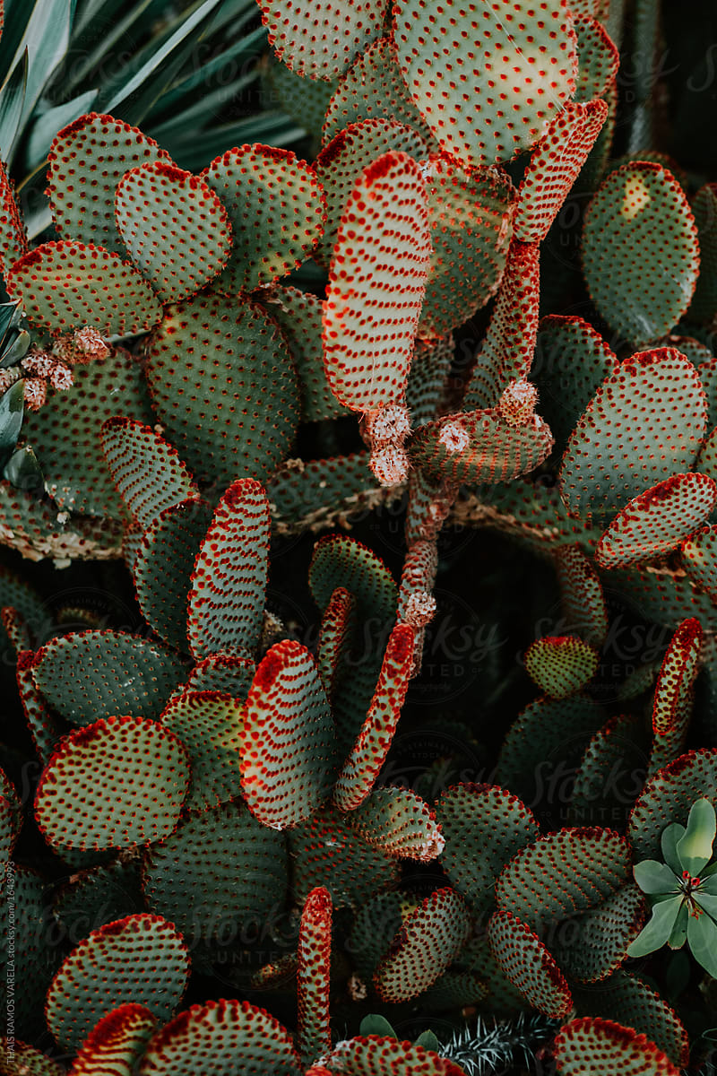 cactus with red spikes
