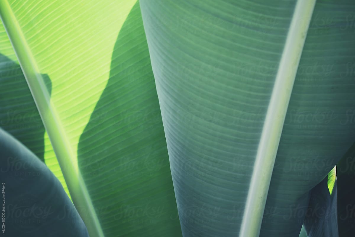 Layers Of Banana Tree Leaves In The Sunshine