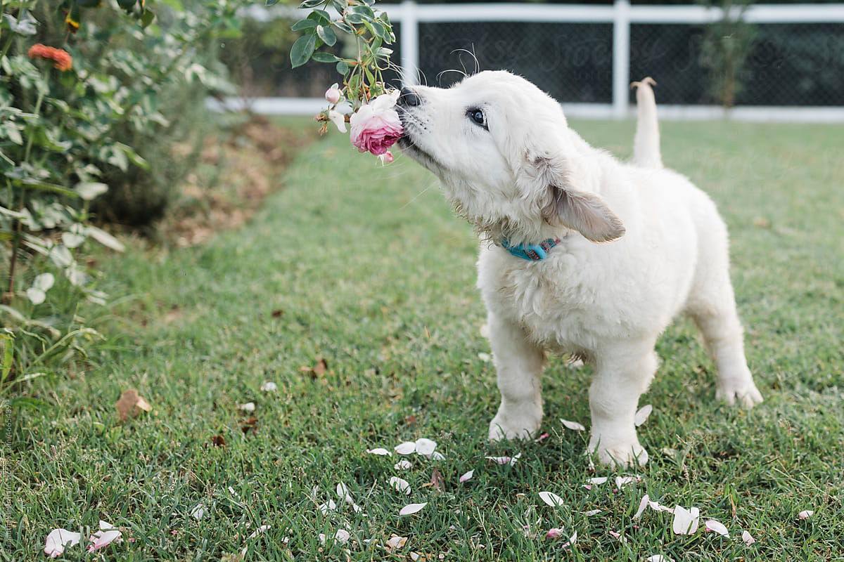golden retriever puppy pulling rose off plant