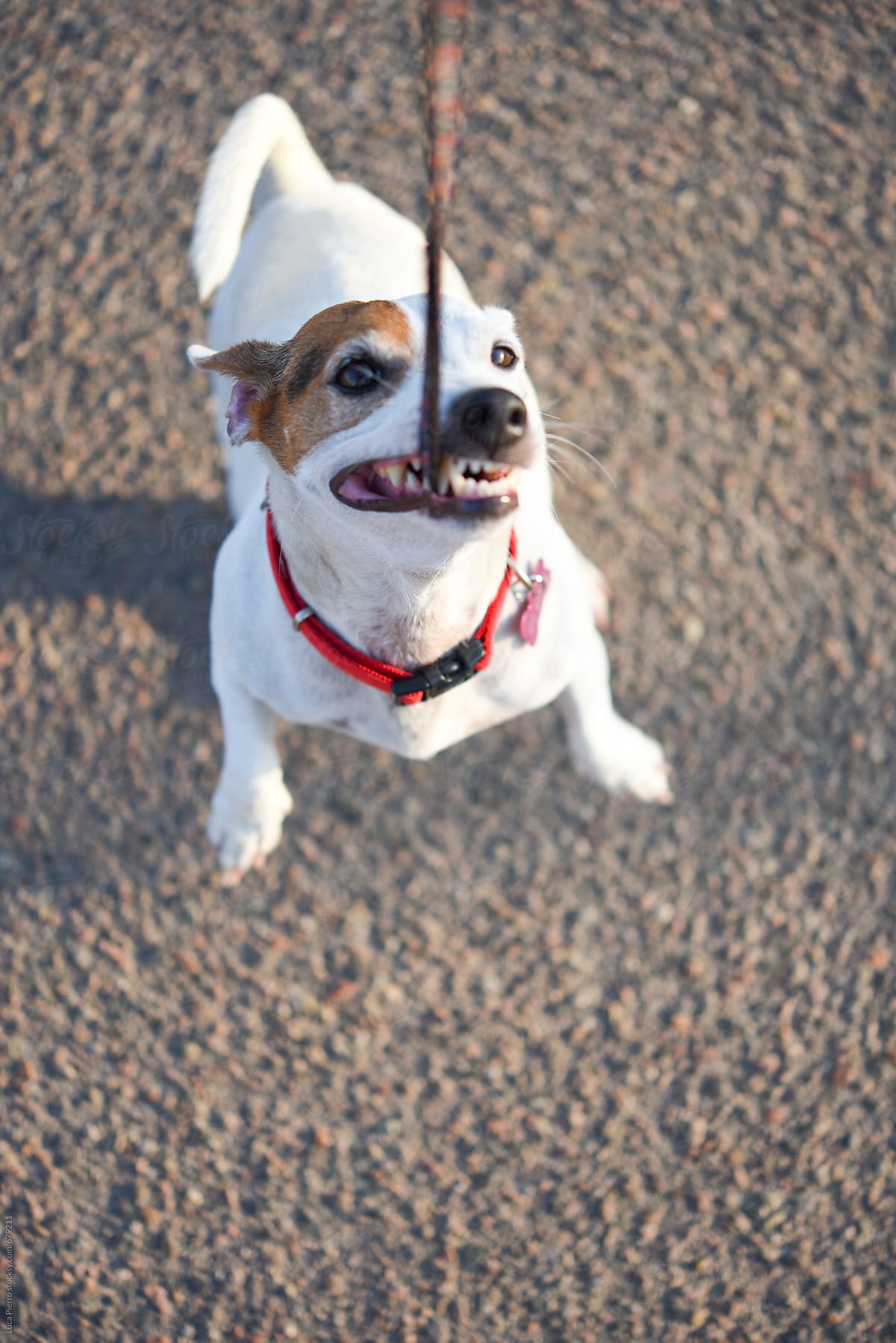 Jack Russell Terrier playing tug-of-war with the leash