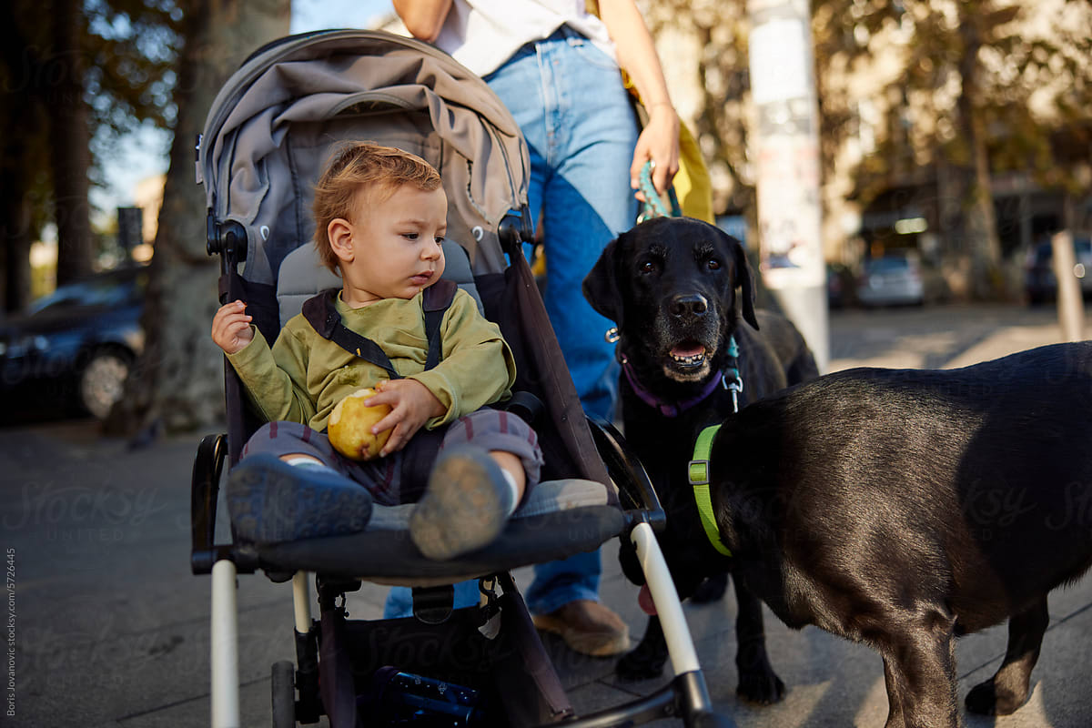 Portrait of a boy in a stroller and his pets