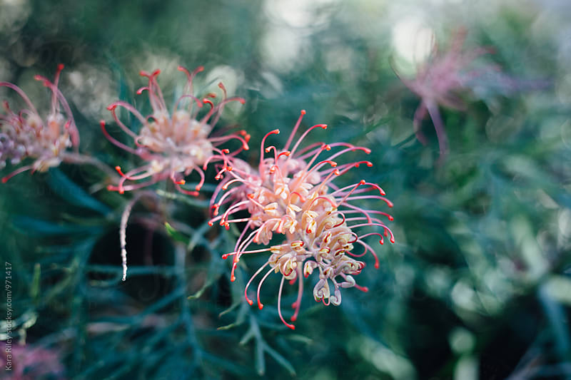 Australian Native Grevillea Flowers