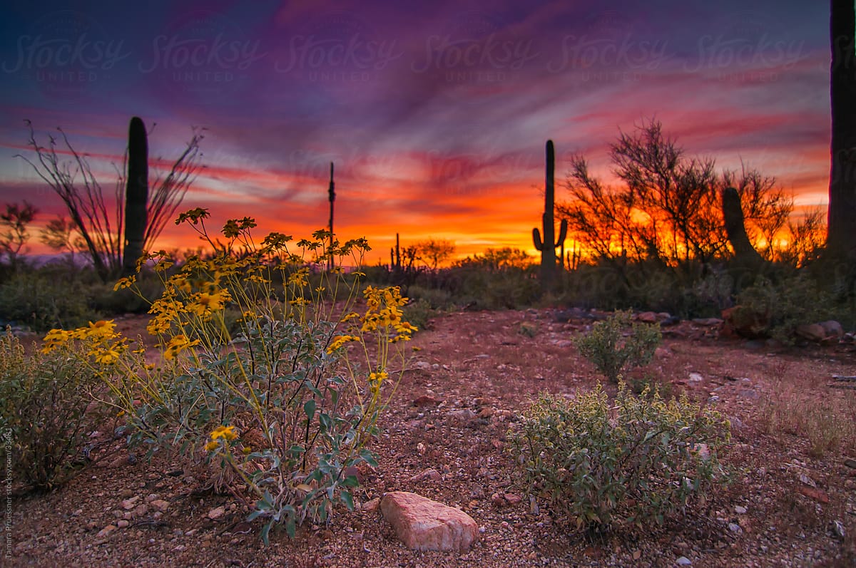 Colorful Desert Sunset With Yellow Wildflowers