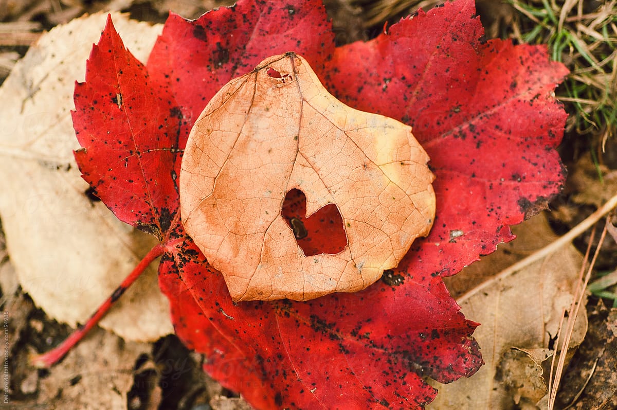 autumn leaf with a heart-shaped hole
