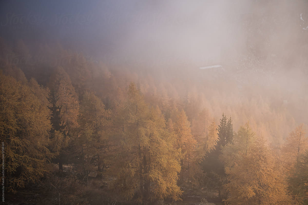 Foggy autumn forest of golden larches
