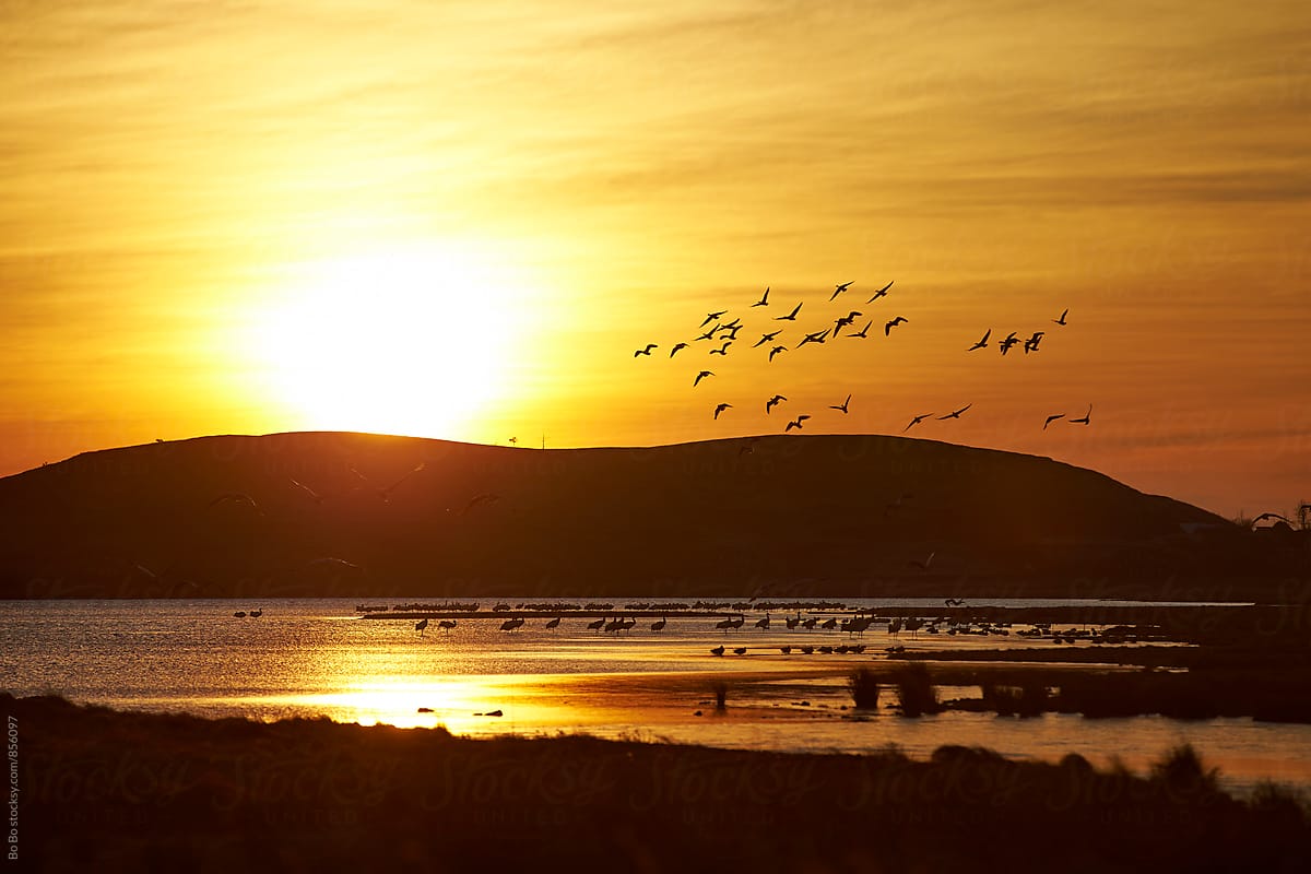 flock of bird flying in the sunrise
