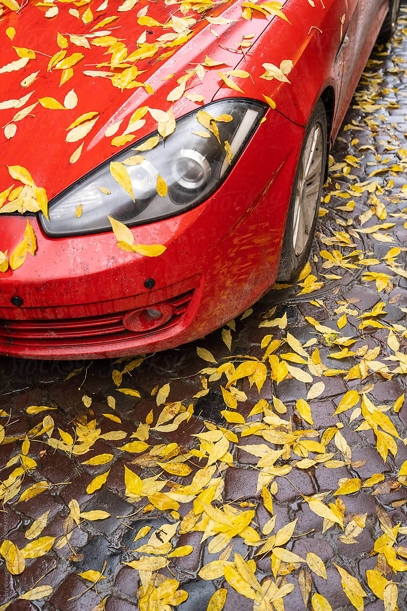 Car windshield covered with fallen autumn leaves