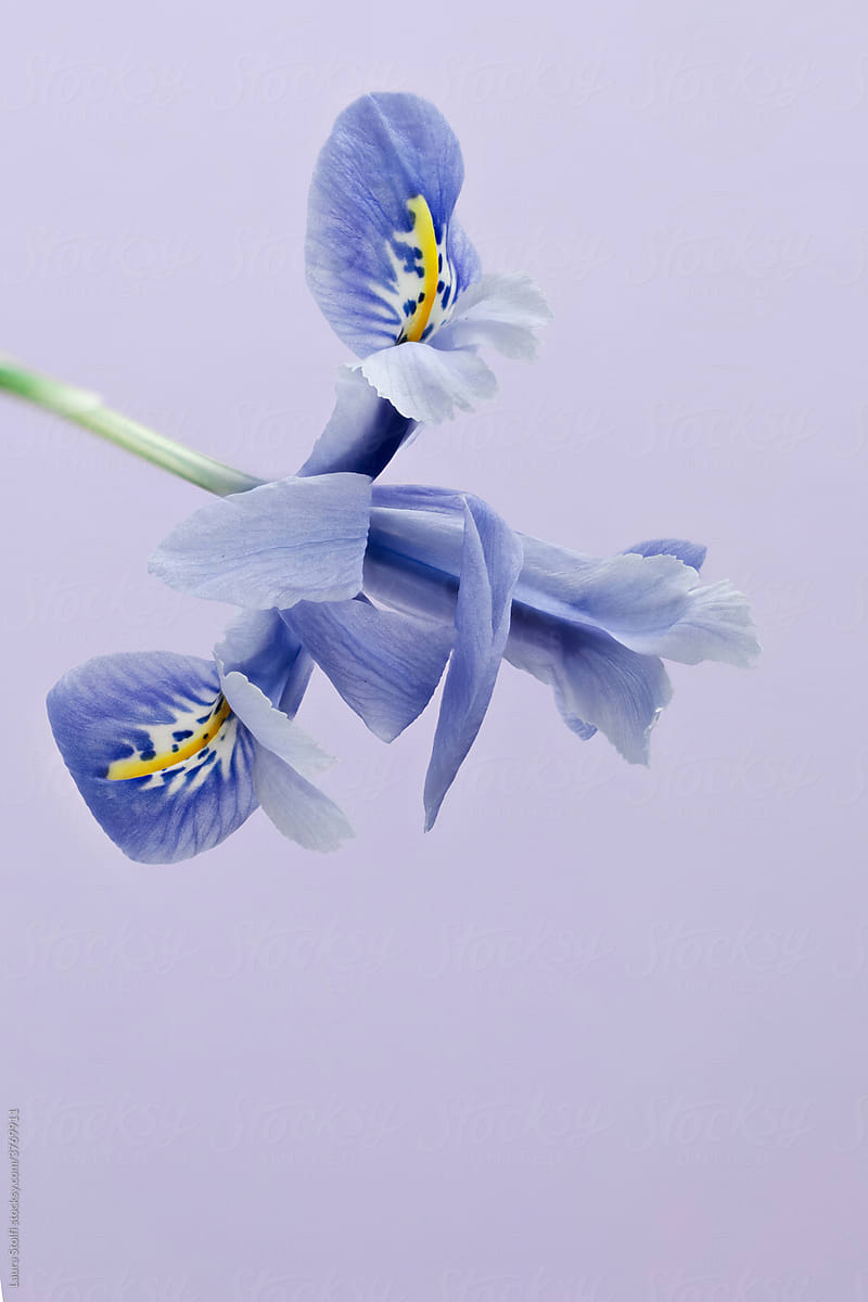 Pale blue iris still life