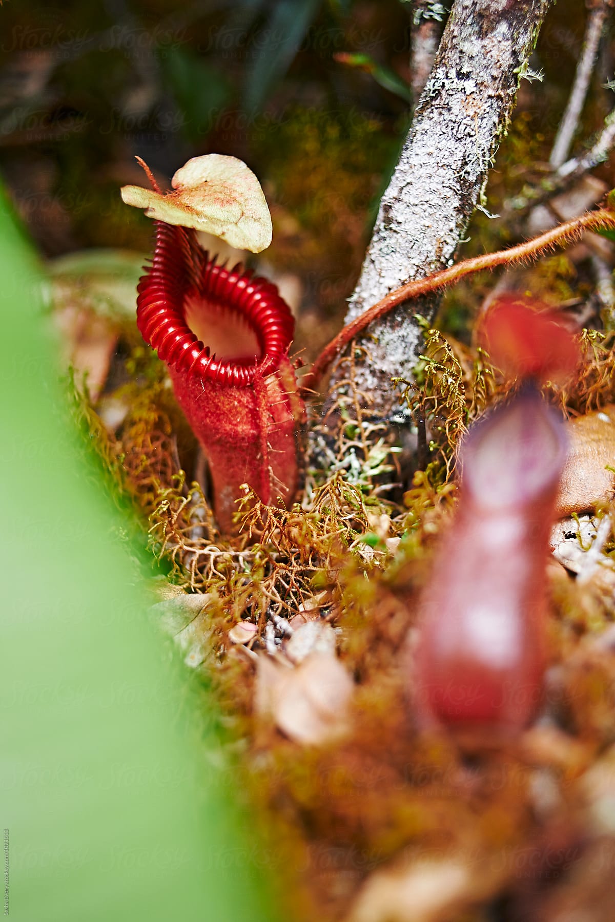 Nepenthes edwardsiana in its natural environment