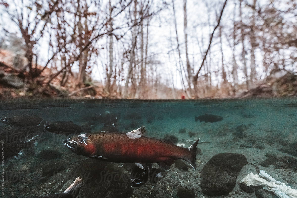 salmon splitshot