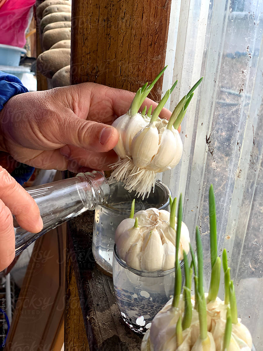 Upcycling and growing garlic at home