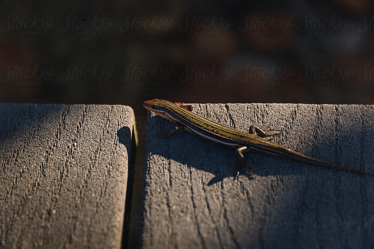 Small reptile on boardwalk.