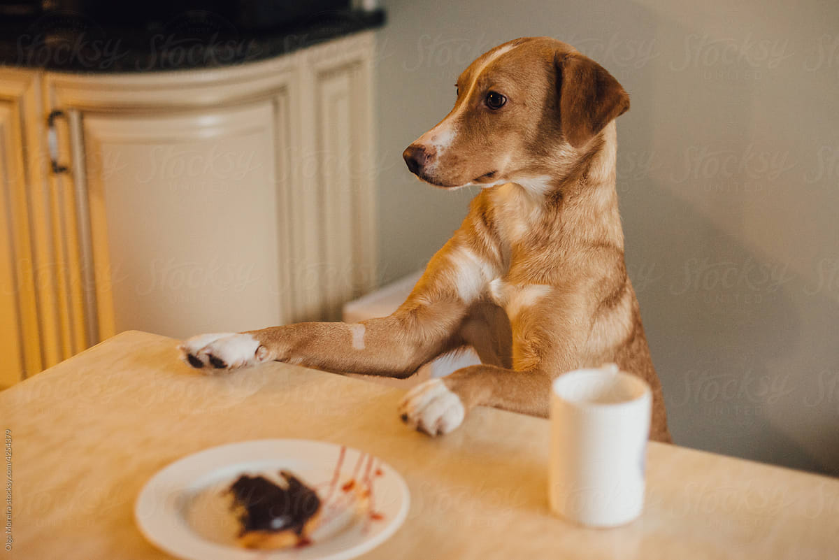 Funny photo of a dog at the table