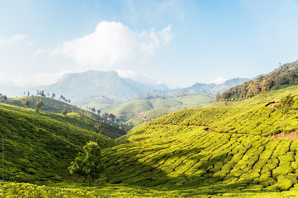 Lush mountainous green scenery of tea plantations and trees in a valley on a sunny day in Munnar, India