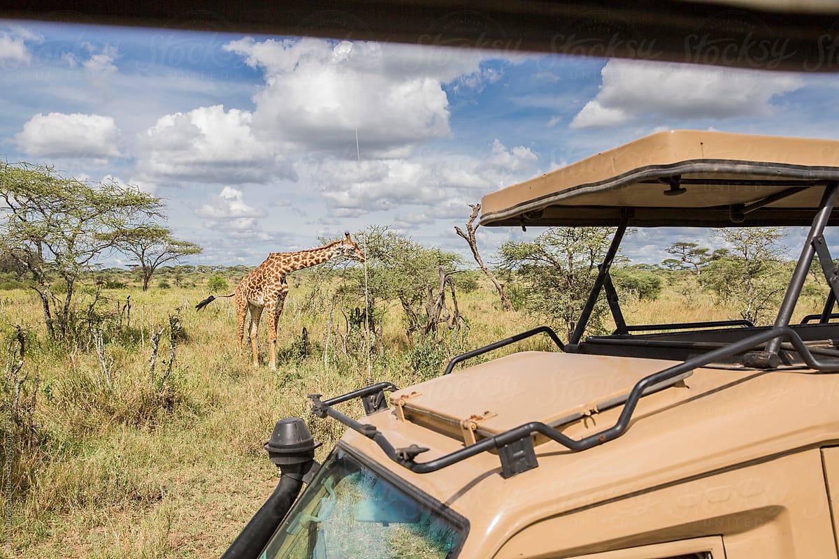 Safari Car and Giraffe