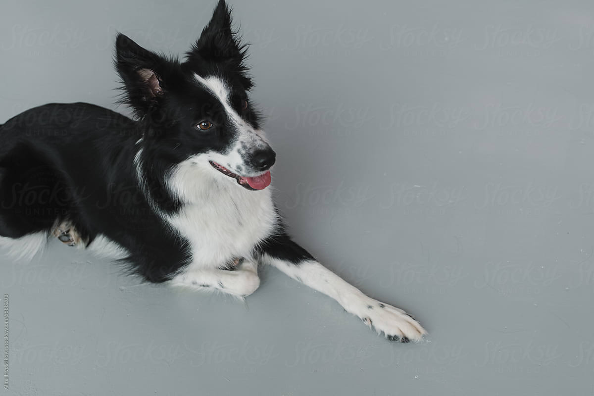 Calm fluffy Border Collie dog lying on gray floor and looking up