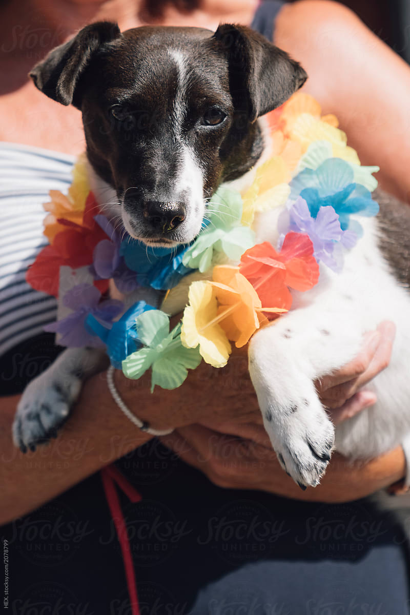 Dog With a Rainbow flag Colloar Band